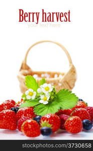 fresh berries and basket isolated on white background (with easy removable sample text)