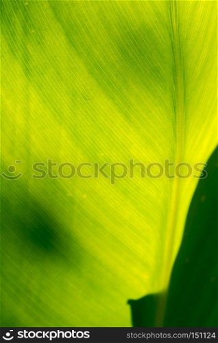 Fresh big green leaf texture close up as background.