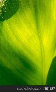 Fresh big green leaf texture close up as background.