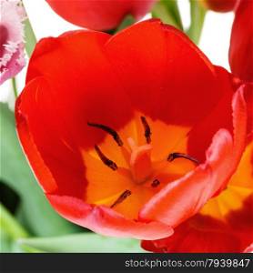 fresh big red tulip flower close up