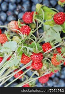 Fresh bilberries and strawberries found in forest. Bright berries. Crop of bilberries and wild strawberries with green leaves. Red berries lay on blue berries. Fresh bilberries and strawberries found in forest. Bright berries