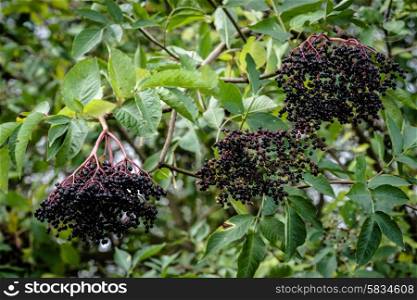 Fresh black elderberry hanging on a bush