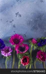 Fresh blooming Anemones flowers flat lay border on gray stone background. Anemones flowers on stone background