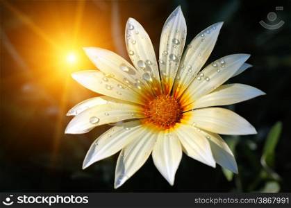 fresh blooming daisy in drops