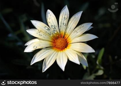 fresh blooming daisy in drops