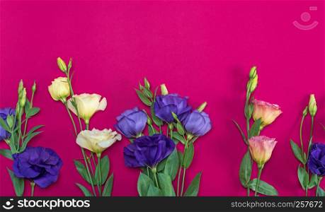 fresh blooming flowers Eustoma Lisianthus on a pink background, top view, copy space