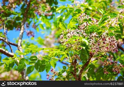 Fresh blooming flowers on the green tree, spring life in nature