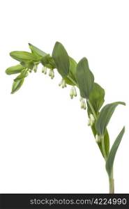 Fresh blooming King Solomon&rsquo;s-seal on white background