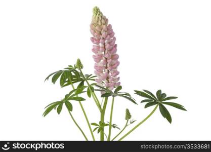 Fresh blooming pink lupine on white background