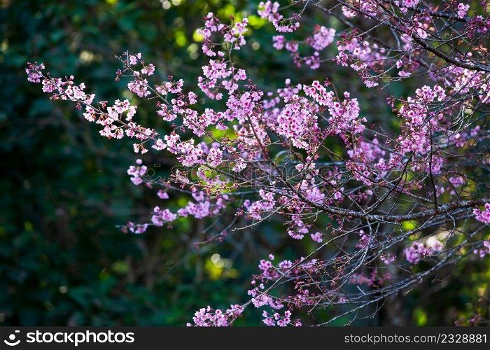 Fresh blooming sakura cherry in the branches of trees, pink flowers in full bloom. Spring blossom. Bright sunrise with rim light. Beautiful glittering, blurred green backgrounds. Selective focus.
