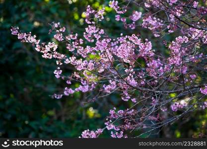 Fresh blooming sakura cherry in the branches of trees, pink flowers in full bloom. Spring blossom. Bright sunrise with rim light. Beautiful glittering, blurred green backgrounds. Selective focus.