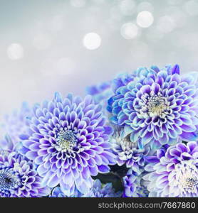 fresh blue chrysanthemum flowers border on gray background with light beams. blue chrysanthemum flowers