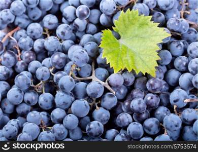 fresh blue grape as background