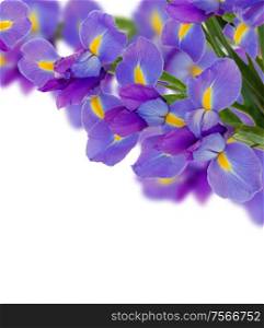 fresh blue irises border isolated over white background. blue irises border
