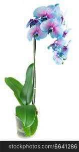 fresh blue orchid flowers in pot  isolated on white background. stem of blue orchids