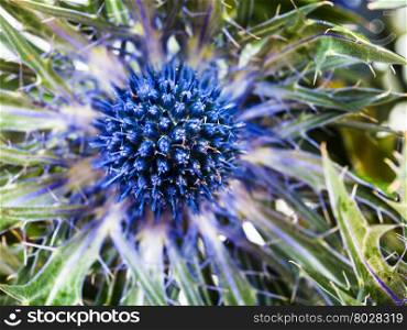 fresh blue Thistle (eryngium) flower close up