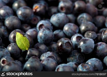 fresh blueberries background