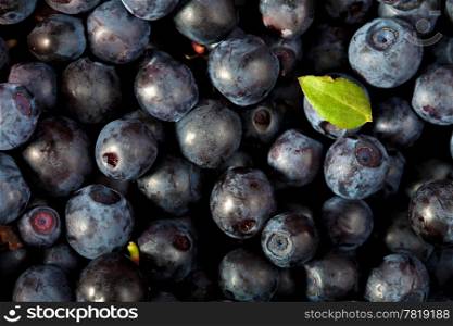 fresh blueberries background