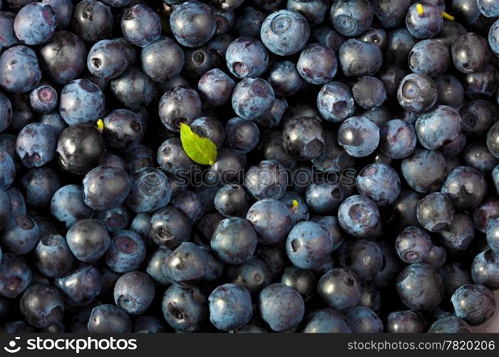 fresh blueberries background . fresh blueberries background