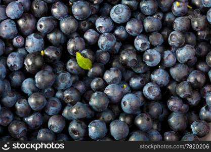 fresh blueberries background . fresh blueberries background