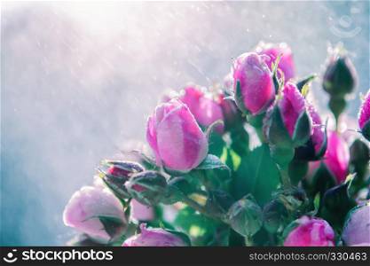 Fresh blurred floral background of roses under a rain spray with space for copy. Greeting card for wedding or Valentine?s day. Selective focus.. Bouquet of Roses Under Rain Splashes