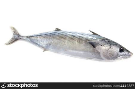 fresh bonito in front of white background