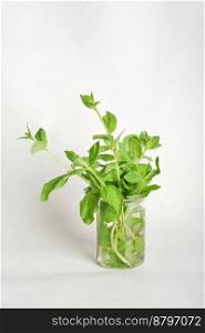 fresh bouquet of kitchen aromatic herbs in a glass jug. herbal tea ingredients, grown n a garden, mint leaves for refreshing drink. fresh bouquet of kitchen aromatic herbs in a glass jug. herbal tea ingredients, grown n a garden, mint leaves for refreshing drink.