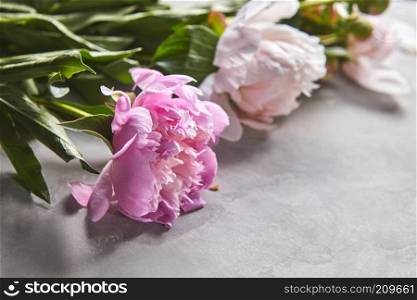 Fresh bouquet of pink and white peonies on a gray concrete background with copy space for text. Floral card. Gentle pink and white peonies with green leaves on a gray concrete background with space for text. Mother’s Day Card