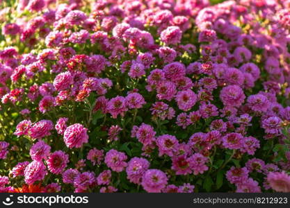 Fresh bright blooming purple chrysanthemums bushes in autumn garden outside in sunny day. Flower background for greeting card, wallpaper, banner, header.. Fresh bright purple chrysanthemums bushes in autumn garden