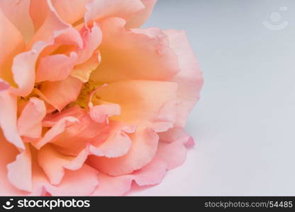 Fresh bunch of pink roses flowers on white background. Pastel floral wallpaper background from flower petals. Trendy color. Bloom love concept