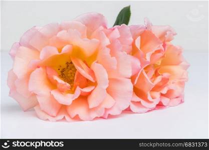Fresh bunch of pink roses flowers on white background. Pastel floral wallpaper background from flower petals. Trendy color. Bloom love concept