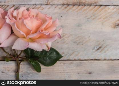 Fresh bunch of pink roses flowers on wooden background. Pastel floral wallpaper background from flower petals. Trendy color. Bloom love concept