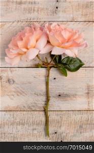 Fresh bunch of pink roses flowers on wooden background. Pastel floral wallpaper background from flower petals. Trendy color. Bloom love concept. Top view. Flat lay
