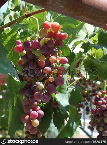 Fresh bunch of purple grapes in a green vine. Fresh grapevine