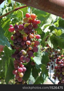 Fresh bunch of purple grapes in a green vine. Fresh grapevine