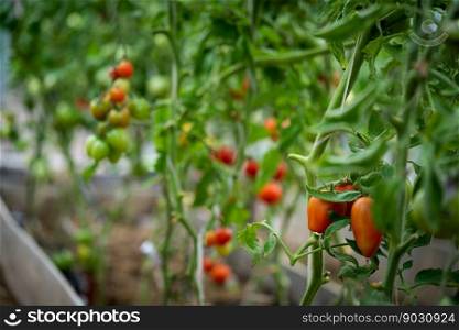 Fresh bunch of red and green natural tomatoes on a branch in organic vegetable garden. Ripe tomato plant growing in greenhouse. Blurry background and copy space for your advertising text message.. bunch of natural tomatoes