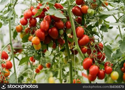 Fresh bunch of red cherry natural tomatoes on a branch in organic vegetable garden. Ripe tomato plant growing in greenhouse. Blurry background and copy space for your advertising text message.. bunch of natural tomatoes