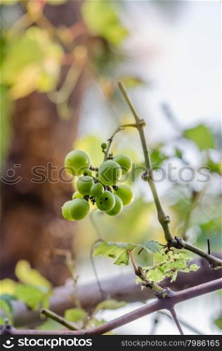 fresh bunch of small green grapes on the field. Green grape small bunch