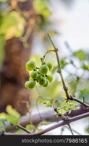 fresh bunch of small green grapes on the field. Green grape small bunch