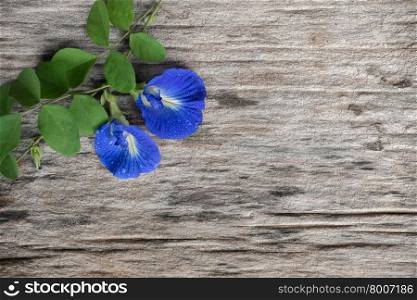 fresh butterfly pea ( Clitoria ternatea) flower on old wooden wood