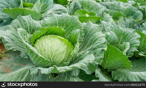 fresh cabbage. close-up of fresh cabbage in the vegetable garden