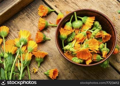 Fresh calendula flowers in herbal medicine.Marigold,healing herbs on rustic wooden background.Natural medicine. Marigold flowers or calendula