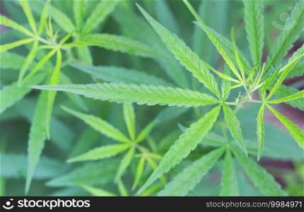 Fresh Cannabis or hemp in Organic herb garden.