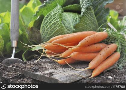 fresh carrot in front of green cabbage in a garden