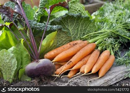 fresh carrots and beet in front of green cabbage in a garden