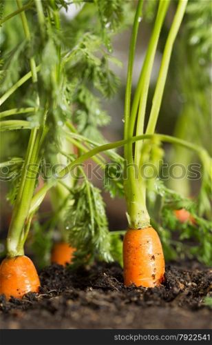 Fresh carrots in her bush about to be harvested
