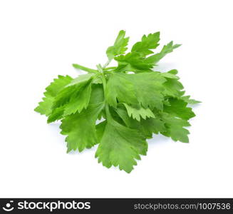 fresh Celery isolated on white background