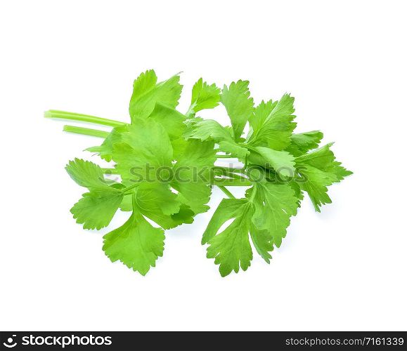 fresh Celery isolated on white background