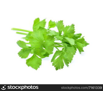 fresh Celery isolated on white background