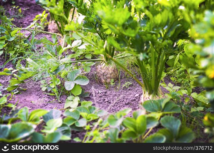 Fresh Celery macro view in the garden field, patch